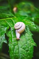 garden snail