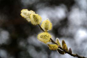 willow catkins at blur grey background