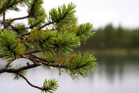 incredible Tree Lake Nature