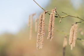 blossoms of Hazel tree at Spring
