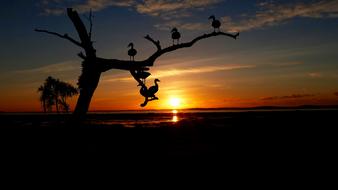 silhouette of a flock of birds on a tree on a background of orange sunset