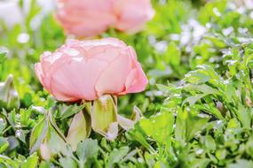 Ranunculus Flower Blossom close-up in blurred background