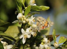 Insect Butterfly Vanessa close-up in blurred background