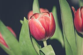 gorgeous Tulip Flower