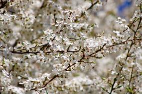 white lush cherry blossom close up on blurred background