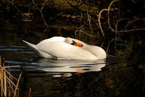 delightful Swan Bird