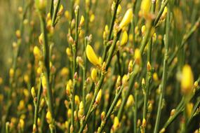plant with yellow leaves