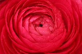 scarlet bud ranunculus, close-up