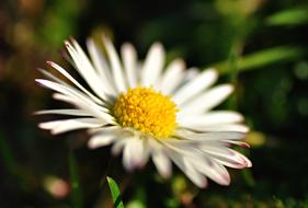 Common Daisy Flower