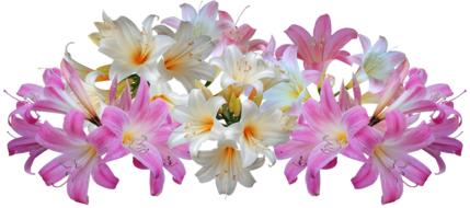 white and purple easter lilies