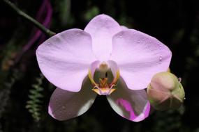 Flower Orchid with bud close-up on blurred background