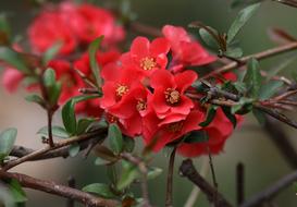 gorgeous Flower Red