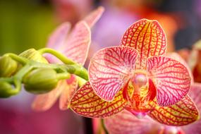 orchid with exotic pattern