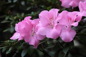 pale purple azalea flowers