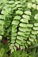 incredible Leaves Sheet Green