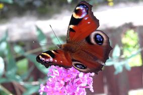 admiral butterfly collects nectar on a pink flower