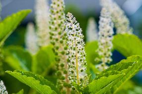 Close-up of the beautiful, blossoming, white and green plants with green leaves