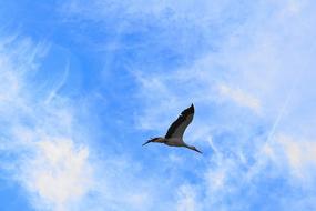 delightful Stork Bird Flying