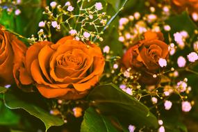 bouquet of red roses with small white flowers