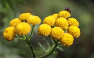 gorgeous yellow Flower Blossom