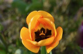 delightful Tulip Yellow Plant