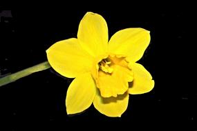 yellow Flower of Daffodil at dark background