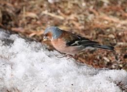 hungry sparrow in the snow