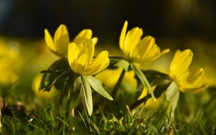 yellow Linge Eranthis Hyemalis