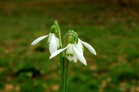 enchanting Snowdrops Spring