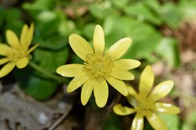 incredible Flower Buttercups