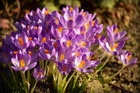 Crocus Early Bloomer