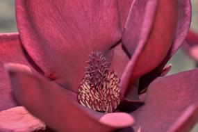 amazing Magnolia Blossom
