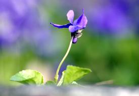 blurry photo of a delicate violet