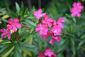 shrub of Oleander with pink Flowers