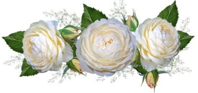 beautiful Flowers, three White Roses with buds