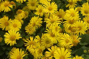 incredible Flower Yellow Nature