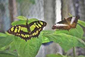 enchanting Tropical Butterfly on leaves