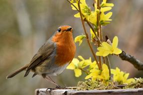 robin bird on a background of yellow spring flower
