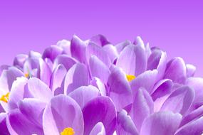 Beautiful, blooming, violet, white and yellow crocus flowers at violet background