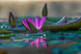 Water Lily, purple Flower with reflection on water