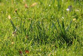 green blades of grass in dew