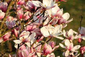 Magnolia Pink attractive