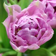 attractive Tulip Lilac Spring