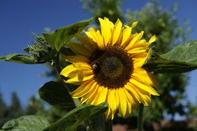 incredible Sunflower Blue Sky