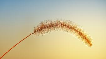 Close-up of the colorful and beautiful grass with dev, at colorful sunset, in the autumn