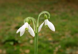 attractive Snowdrops Nature Beauty