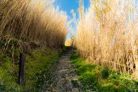 tall dry grass along the path
