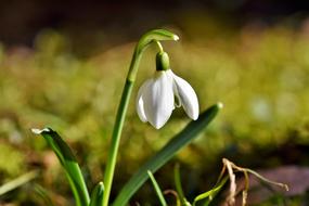 Snowdrop, white wildflower close up
