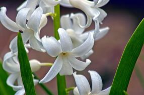 Hyacinth In Arkansas