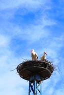 pair of Storks on Nest at sky